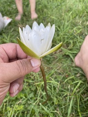 Nymphaea candida