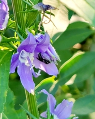 Megachile campanulae