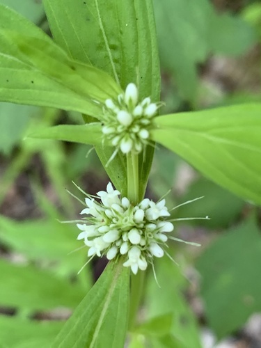 Spermacoce glabra iNat (1)