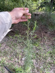 Eupatorium × pinnatifidum