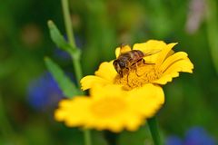 Eristalis tenax