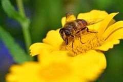Eristalis tenax