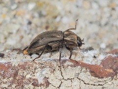 Helichus lithophilus