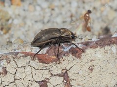 Helichus lithophilus