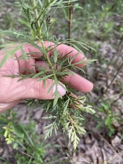 Eupatorium × pinnatifidum