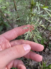 Eupatorium × pinnatifidum