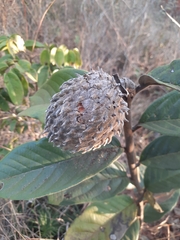Annona monticola