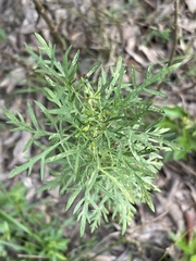 Eupatorium × pinnatifidum