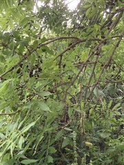 Fraxinus excelsior