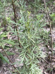 Eupatorium × pinnatifidum