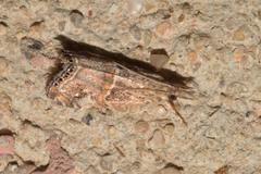 Euchromius cambridgei