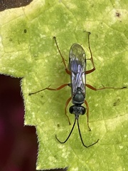 Auplopus mellipes