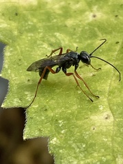 Auplopus mellipes