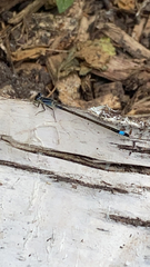 Ischnura elegans