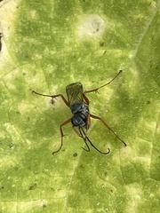 Auplopus mellipes