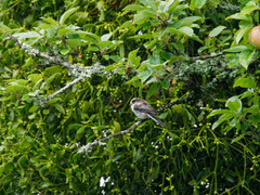 Aegithalos caudatus aremoricus