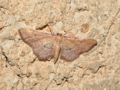 Idaea infirmaria