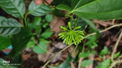 Smilax zeylanica