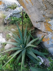 Aloe succotrina