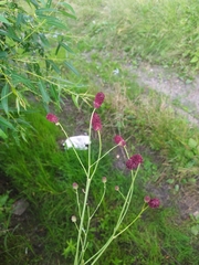 Sanguisorba officinalis