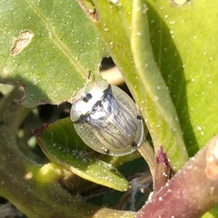 Aspidimorpha angolensis