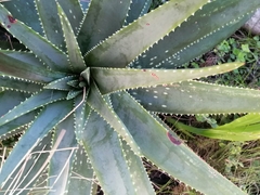 Aloe succotrina