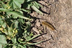 Malacosoma alpicolum