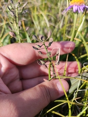 Noccaea cochleariformis