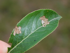Pterygota