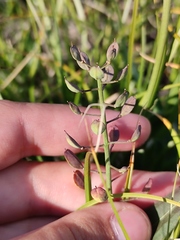 Noccaea cochleariformis