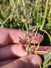 Noccaea cochleariformis