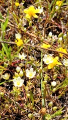 Sabulina californica