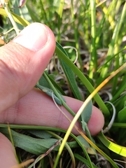 Noccaea cochleariformis