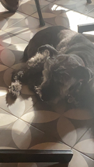 Canis familiaris