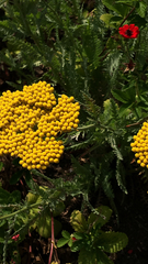 Potentilla thurberi