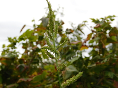 Echinochloa crus-galli
