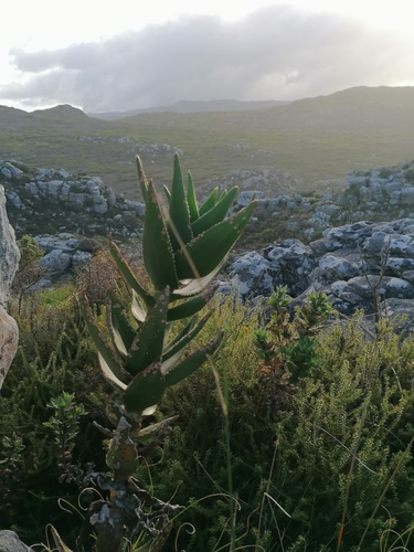 Image of Peninsula Rambling Aloe (Aloiampelos commixta) by no rights reserved