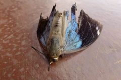 Charaxes bohemani