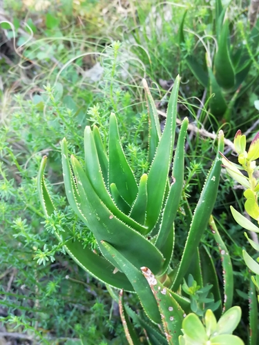 Image of Peninsula Rambling Aloe (Aloiampelos commixta) by no rights reserved