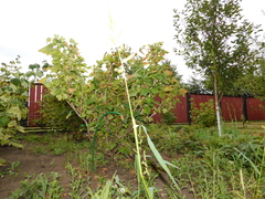 Echinochloa crus-galli