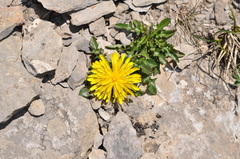 Crepis terglouensis