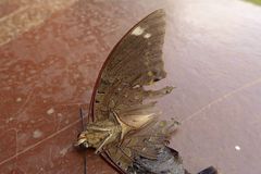 Charaxes bohemani