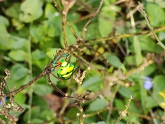 Chrysocoris stollii
