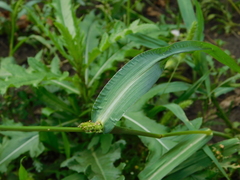 Echinochloa crus-galli