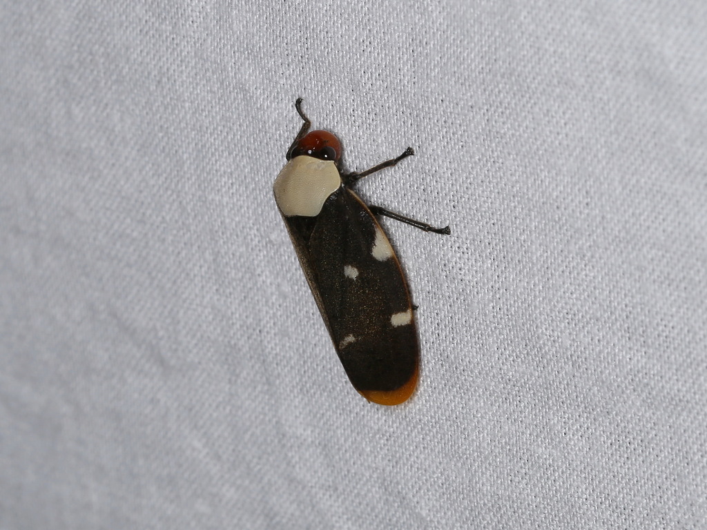 Cercopinae