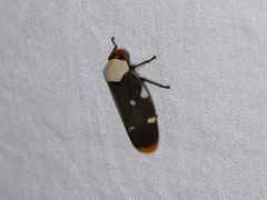 Phymatostetha karenia