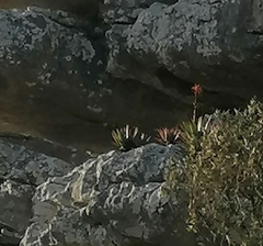 Aloe succotrina