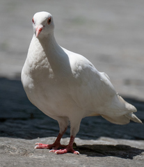 Columba livia domestica