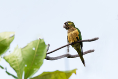 Eupsittula cactorum
