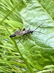 Ichneumon xanthorius
